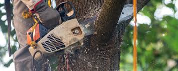 Best Storm Damage Tree Cleanup  in Bentleyville, PA