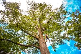 Best Tree Maintenance Programs  in Bentleyville, PA