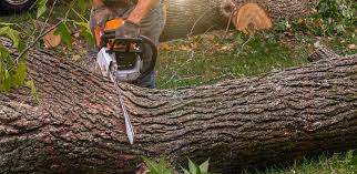 How Our Tree Care Process Works  in  Bentleyville, PA