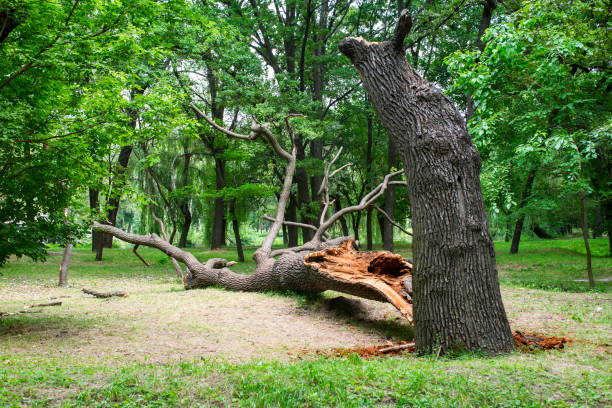Best Tree and Shrub Care  in Bentleyville, PA