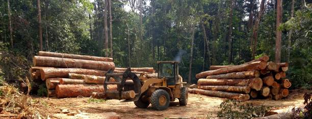 Best Tree Preservation Services  in Bentleyville, PA
