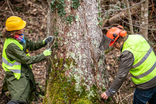 Best Hazardous Tree Removal  in Bentleyville, PA