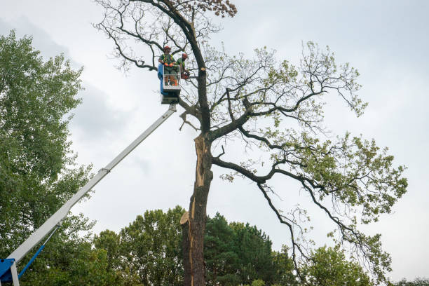 Best Palm Tree Trimming  in Bentleyville, PA