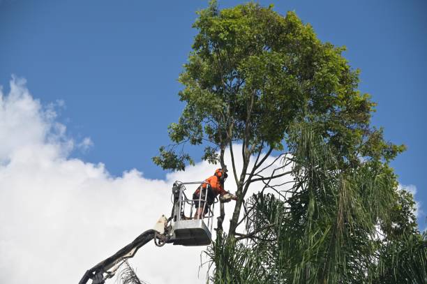 Best Tree Disease Treatment  in Bentleyville, PA