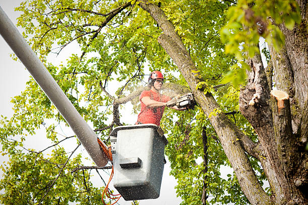 Professional Tree Care in Bentleyville, PA