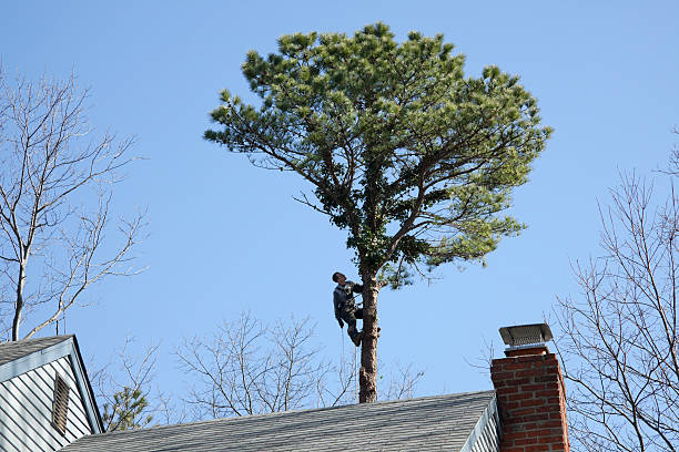  Bentleyville, PA Tree Care Pros